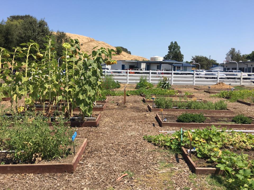 Suisun Valley School